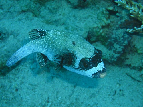masked puffer fish.jpg